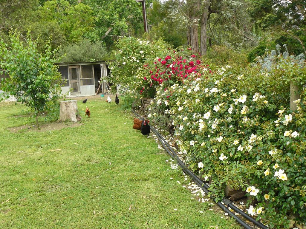 Camawald Coonawarra Cottage B&B Oda fotoğraf